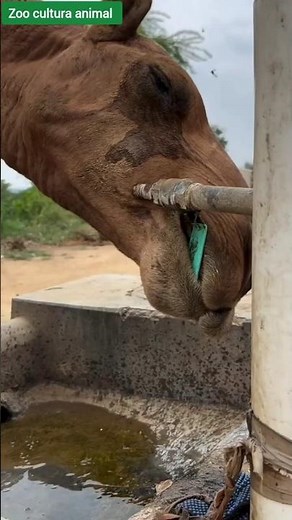 This Animal Can Drink 200 Liters in Minutes.