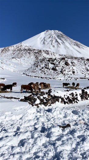 🔥🅑🅞🅣🅐🅝.⓿❹🔥 (@botan.x04) adlı kullanıcının orijinal ses - SEZER GÜLER ile oluşturduğu videoları