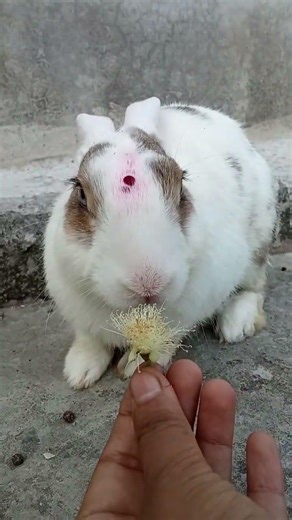 COCO❤#cute#rabbit #coco#cuterabbit
