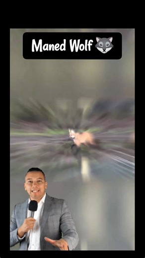 This is the maned Wolf 🐺 #NatureFacts #facts #DidYouKnow #nature #animals | Wildlife Diary