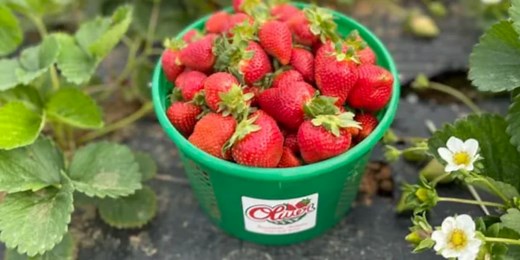 List of Alabama’s best U-Pick strawberry farms