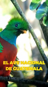 Conoce el quetzal el ave nacional de Guatemala #newyork #maryland #Vermont #newjersey #massachusetts #pensilvania #washingtonstate #florida #alabama #tennessee | Top Masters