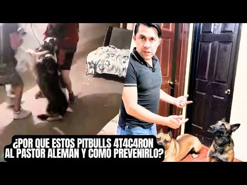 Why did these Pitbulls attack the German Shepherd and how can we prevent it? 😱