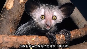 世界上唯一一种 因为丑差点灭绝的生物