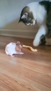 76K views · 1.2K reactions | Great version of Tom and Jerry ❤️ | Cat Life | Facebook