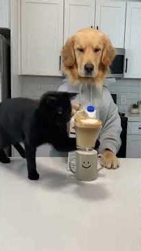 If dogs were like humans … #dogs #doglife #comedy #fyp #funny #doggielife #cutedog #puppy #pets