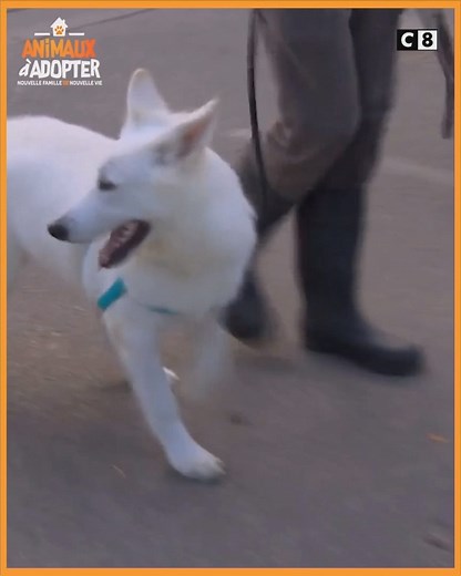 3.6M views · 72K reactions | La SPA est parfois le théâtre de scènes difficiles. Découvrez l'histoire émouvante de Raven, le berger Suisse de 8 mois. Rendez-vous samedi 13 mars à 21h05 pour découvrir la suite de son histoire dans Animaux à Adopter. | C8 | Facebook