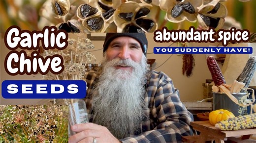 Edible Garlic Chive Seeds: Add Unexpected Flavor to Your Dishes