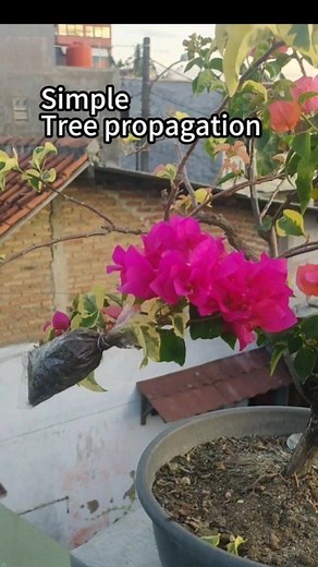 1.5M views · 12K reactions | Simple tree propagation ❗ #bougainvillea #propagated #airlayering #cangkok #gardening | Ardie Naco | Facebook