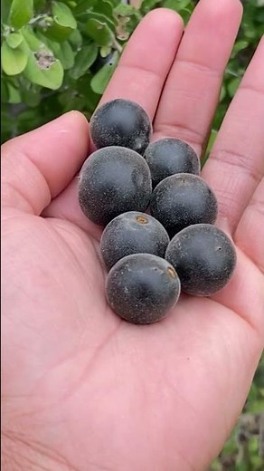 Seasonal Fruit: Texas Persimmons 10.07.22