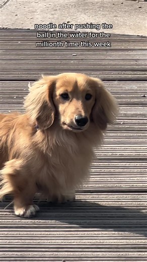 Noodle Definition: Understanding the Role of Noodles