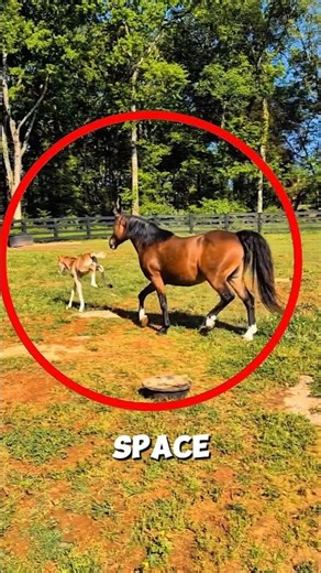 Baby Foal Experiences Freedom for the First Time 🥹🐴