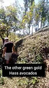 10K views · 442 reactions | At the farm looking at the progress made...