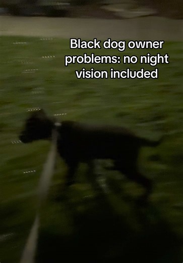 #blacklab #blacklabrador #blacklabradorretriever #blacklabpuppy #blackdogs