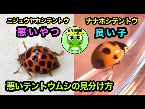 良いテントウムシと悪いテントウムシの見分け方