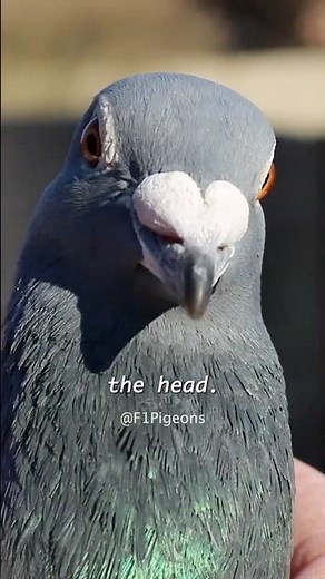 Male or Female Pigeon? #pigeon #pigeonracing