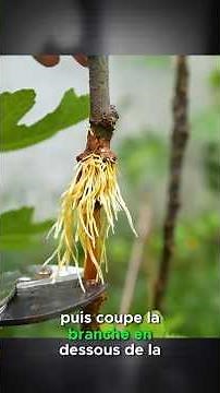 Cutting and rooting a fig tree branch
