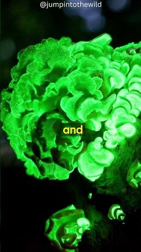 Fantastic Fungi: The Vast Wonders of the Fungal Kingdom