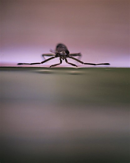 36K views · 212 reactions | Ripple bugs use a special fan-like structure on their middle legs to speed and steer through turbulent waters. In a new Science study, researchers report a water-walking robot inspired by this feature. Learn more in our latest issue: https://scim.ag/45GjLDB | Science | Facebook
