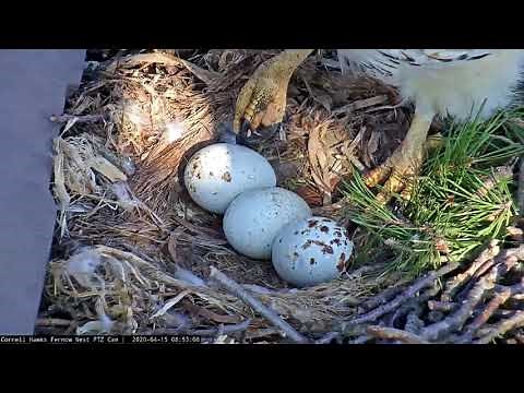 Red-tailed Hawk Eggs Lined Up In A Row! – April 15, 2020