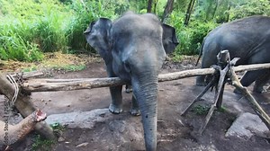 elephant flapping its ears happily in the jungle at the sanctuary for elephants