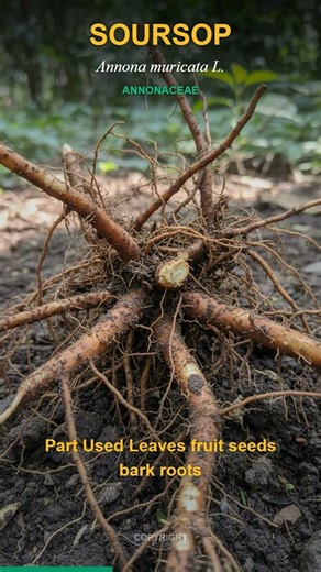 Unlock Soursop Secrets Annona muricata L Ancient Wisdom Modern Science
