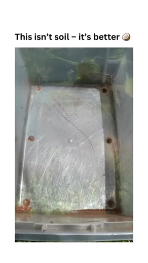 Liberty Jones on Instagram: "Coco peat is made from coconut husks—a natural byproduct transformed into superior growing medium. Unlike traditional soil, it’s completely pest- and disease-free, making it ideal for propagation and seedlings. The fibrous material retains moisture while providing excellent drainage and aeration. Sustainable, reusable, and pH-neutral, coco peat offers gardeners a clean alternative that promotes healthy root development without soil-borne problems.​​​​​​​​​​​​​​​​"