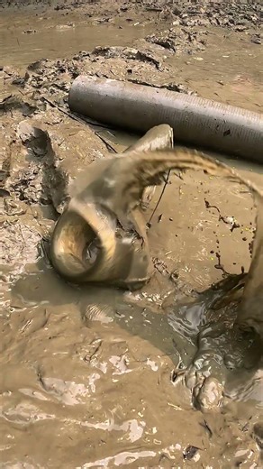 Amazing Mud Fishing Technique! Big Catfish Catch inside Mud 🐟 #fishing