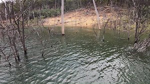 74K views · 800 reactions | Thomas Pinter chasing the legendary Murray Cod on Lake Eildon … Tom is using the Lowrance HDS-Live x 2 paired with the Ghost trolling motor | Lowrance | Facebook