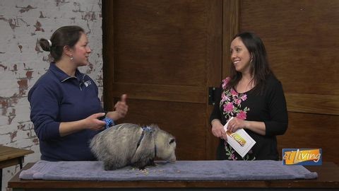 A Day in the Life at the Wildlife Medical Clinic | Haystack News