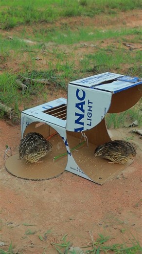 Unique Creative Quick DIY Quail Trap Using Cardboard Box #shorts