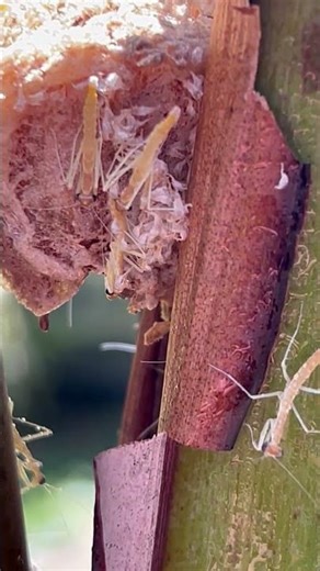 Baby praying mantis hatching out of egg sack #nature