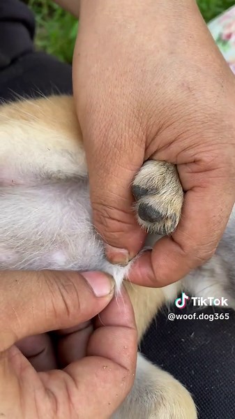 Effective Dog Lice Removal for Your Cute Puppy