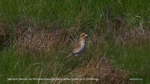 2.1K views · 273 reactions | The Saltmarsh Sparrow's life is intimately connected to the tides. The bird's marshy nest sites, built just above the high tide mark, make sea-level rise and habitat loss major concerns. Learn more: https://abcbirds.org/blog/wetlands-north-america/ Video: Saltmarsh Sparrow | American Bird Conservancy | Facebook