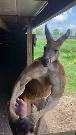 Meet the Swole Kangaroo: Jay Prehistoric Pets' Unstoppable Mascot