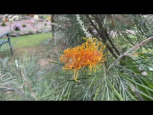 Grevilleas. Grow native plants