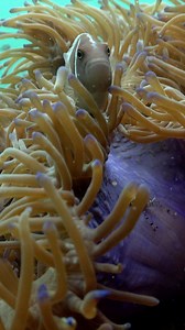 542K views · 7.5K reactions | First and last time I saw popcorn shrimp and clownfish on the same sea anemone. | Ocean Reality Channel | Facebook