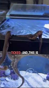 Octopuses need lots of attention