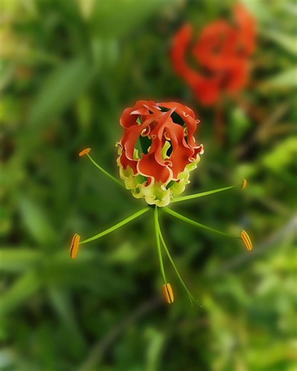 Red flower background blur using gimp #edit #photography #editing #trending