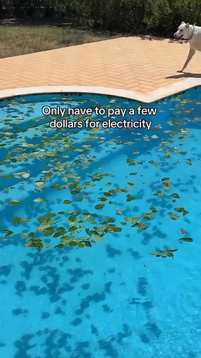 烙 Meet my tiny pool-cleaning hero! This mini robot glides around underwater and picks up all the dirt & leaves — so I don’t have to 粒‍♀️ It’s compact, cordless, and surprisingly powerful for its size ⚡ Just drop it in, let it do its thing, and enjoy a sparkling clean pool!  Watch it in action & save this smart summer hack ☀️ #PoolHack #MiniRobotCleaner #SmartGadgets #SummerReady #CleanPoolVibes | Home Sweet Home | Facebook