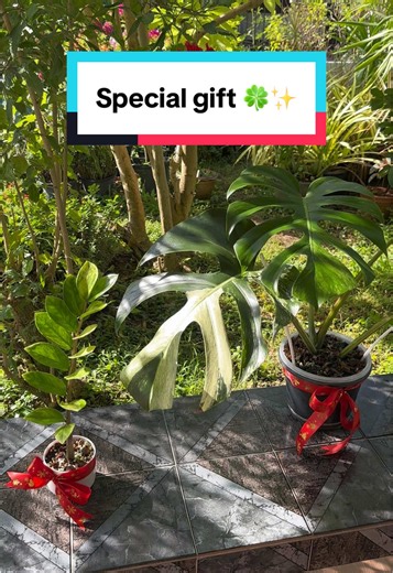 ให้ต้นไม้เป็นของขวัญที่แสนพิเศษ 🍀✨ #variegatedplants #ไม้ด่าง #PlantLover #Monstera #ไม้มงคล