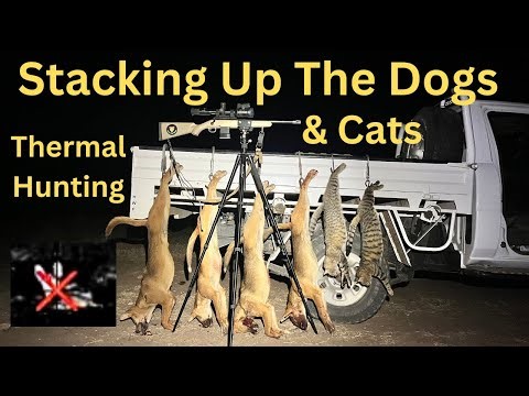 Most Wild Dogs Shot In One Night!! Shooting Feral Cats.