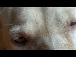 Sony Handycam HDR-CX190E Full HD Camcorder Test Footage Video