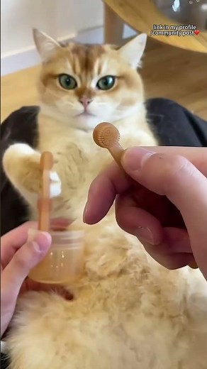 Immerse Your Cat in a Fun Brushing Experience! 🐱✨Perfect for New Cat Owners!