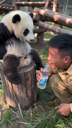 Gungun Becomes the Strictest Boss Ever #panda #desiighnerpanda #babypanda #cute