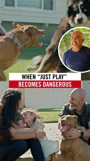 Let's break down how Coco’s lack of boundaries led to nipping, choking on walks, and unsafe behavior around a child. I'll show you how calm energy and structure protect the entire family. 👉 Watch more videos like this on my YouTube channel! Analicemos cómo la falta de límites de Coco llevó a mordisqueos, a ahorcarse con la correa durante las caminatas y a comportamientos inseguros alrededor de una niña. Te explicaré cómo la energía en calma y la estructura protegen a toda la familia. 👉 Ve más