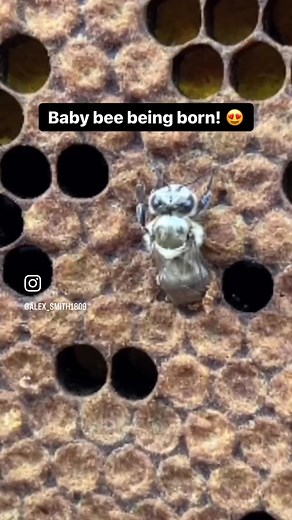 This is a honey bee being born! #honeybee #beekeeping