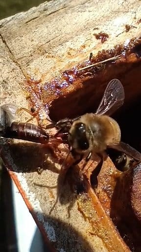 303K views · 1.8K reactions | Honeybee vs Earwig | Swarmstead Bees and Gardening | Facebook
