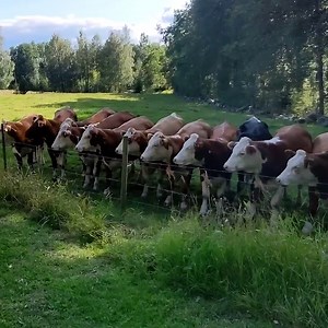 Cows watch dog play fetch