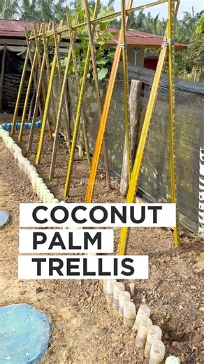 Build a Strong Garden Trellis Using Coconut Palm Fronds | Easy DIY Plant Support